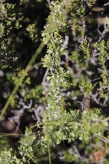 Asparagus spinescens