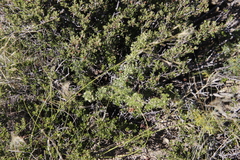 Asparagus spinescens