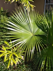 Acoelorraphe wrightii