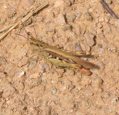 Chorthippus maritimus maritimus