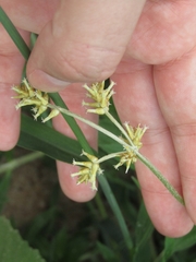 Froelichia humboldtiana