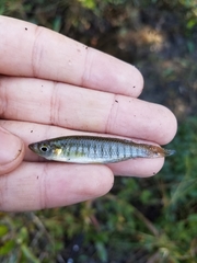 Fundulus lineolatus