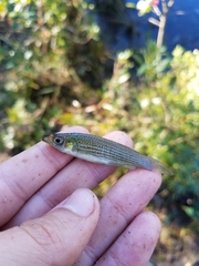 Fundulus lineolatus