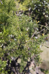 Asparagus multiflorus