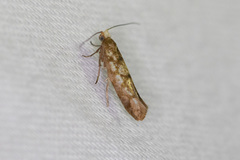 Argyresthia alternatella