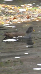 Gallinula chloropus