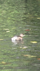 Tachybaptus ruficollis