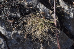 Carex mucronata