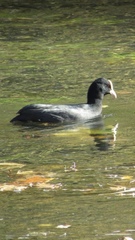 Fulica atra