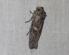 Lithophane antennata