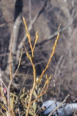 Salix glabra