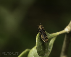 Agrilinae