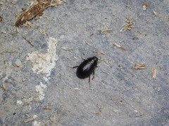 Hydrobius
