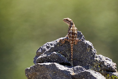 Six-Banded Patagonian Lizard photo 5