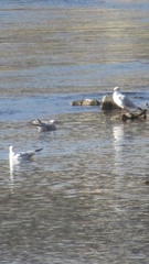 Chroicocephalus ridibundus