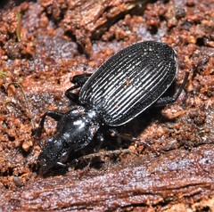 Platynus decentis