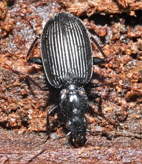 Platynus decentis