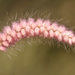 Cenchrus pedicellatus - Photo (c) J.M.Garg, alguns direitos reservados (CC BY-SA)