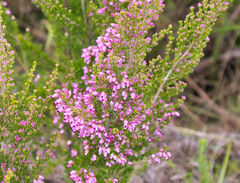 Erica nutans