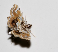 Musotima suffusalis