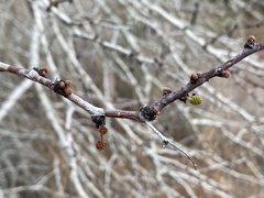 Vachellia schaffneri bravoensis