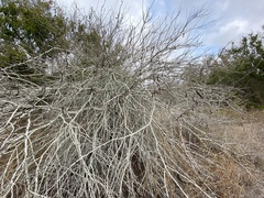 Vachellia schaffneri bravoensis