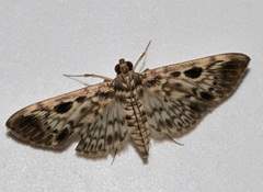 Rhimphaliodes macrostigma