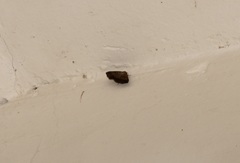 Blasticorhinus rivulosa