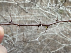 Vachellia schaffneri bravoensis