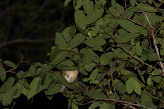 Newtonia brunneicauda