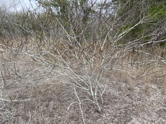 Vachellia schaffneri bravoensis