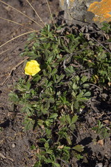 Potentilla pusilla