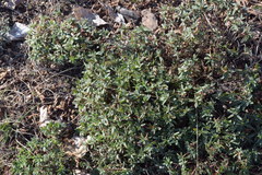 Helianthemum oelandicum