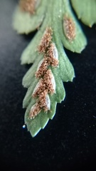 Asplenium adiantum-nigrum adiantum-nigrum