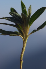 Helianthemum oelandicum