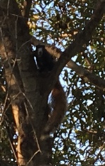 Sciurus niger shermani