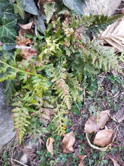 Asplenium adiantum-nigrum adiantum-nigrum