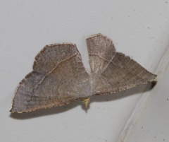 Plesiomorpha flaviceps