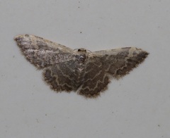 Idaea costiguttata