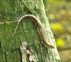 Trachylepis wrightii