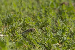 Pituophis catenifer pumilus