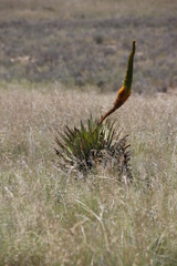Aloe broomii