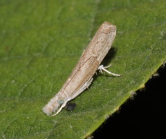 Culladia hastiferalis