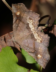 Throana pectinifer