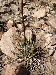 Agave schottii schottii