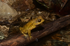 Incilius leucomyos