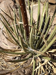 Agave schottii schottii