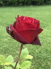 Rosa