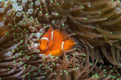 Spinecheek anemonefish (Premnas biaculeatus) — Pomacentridae — 2