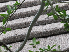 Dendroaspis polylepis